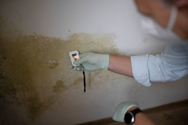 Best Residential Mold Removal  in USA